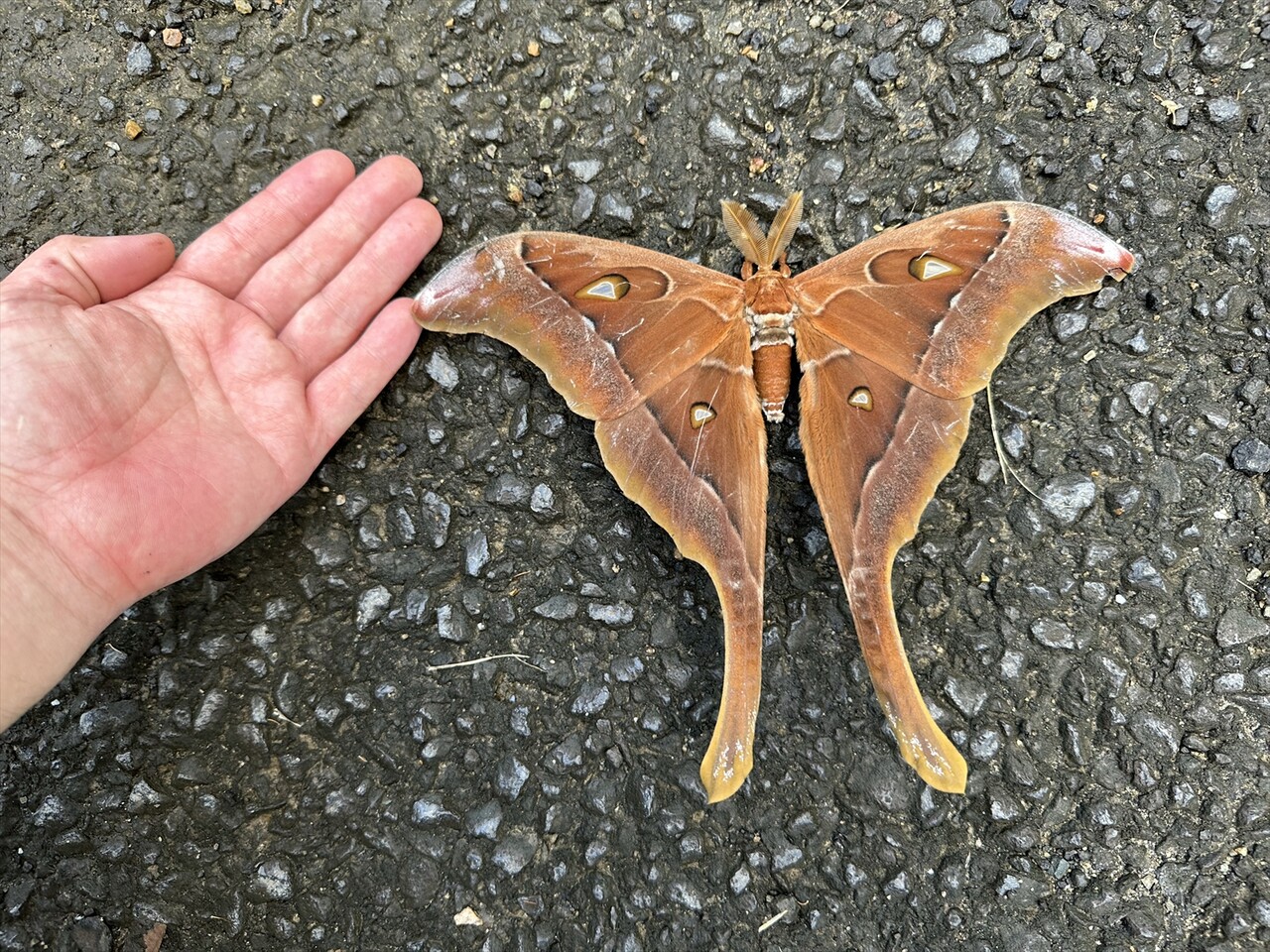 ライトトラップと巨大ヘラクレスサン！！ : ありんこ日記 AntRoom