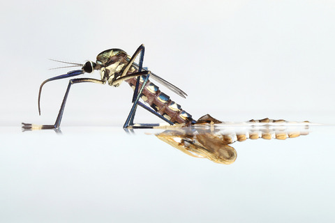 �ȥ���������α���