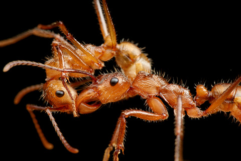 ǥϥꥢ Ectatomma tuberculatum