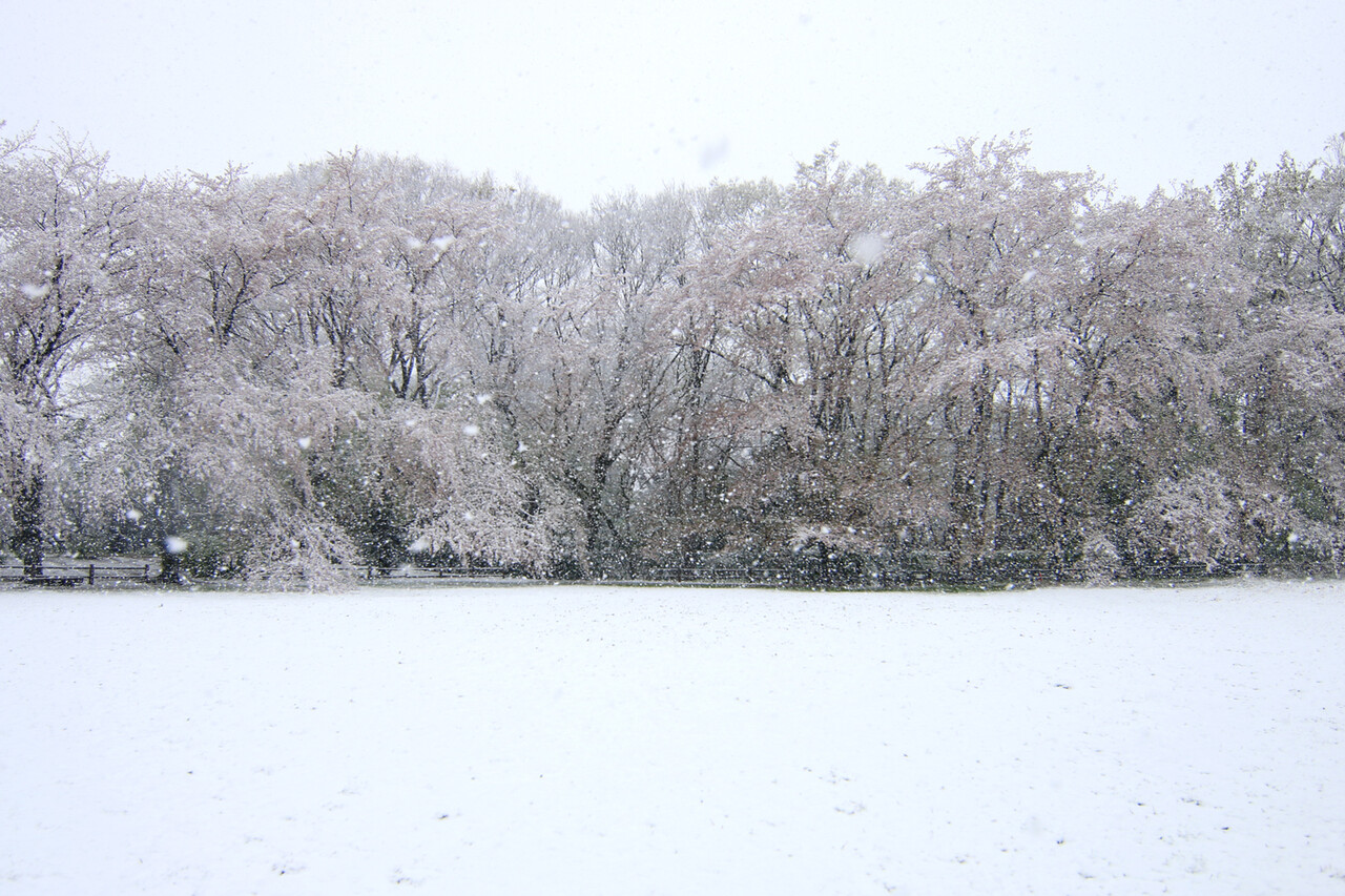 32年ぶり 東京まさかの春の雪 ありんこ日記 Antroom