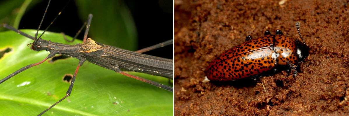 南米ペルー調査 その5 超巨大バッタ発見！ : ありんこ日記 AntRoom