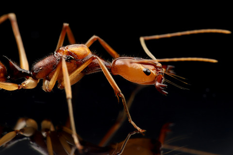 Odontomachus hastatus