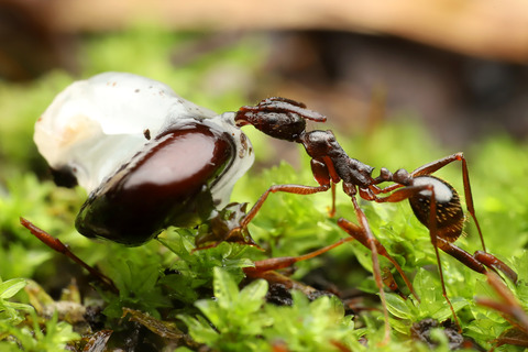 種子を運ぶアシナガアリ