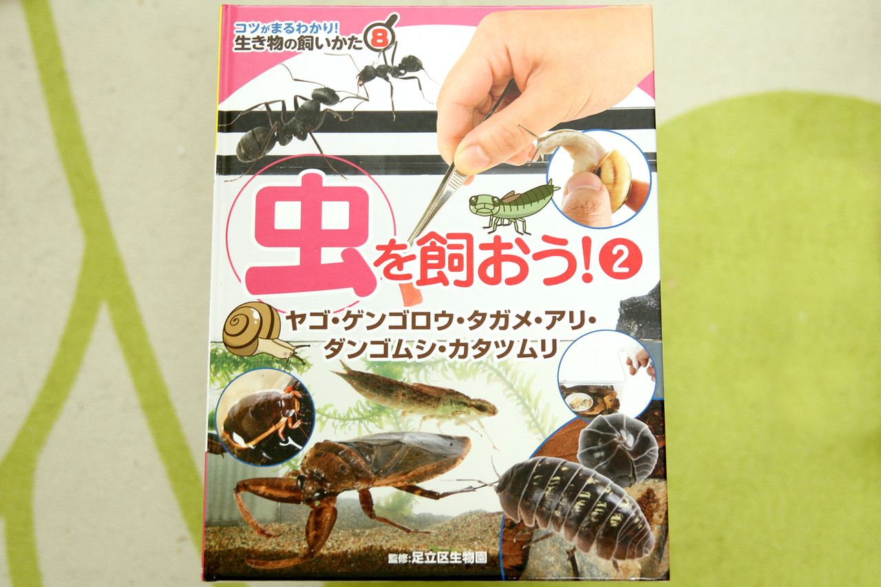虫を飼おう 2 ヤゴ ゲンゴロウ タガメ アリ ダンゴムシ カタツムリ ありんこ日記 Antroom