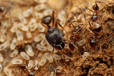 オオズアリの巣