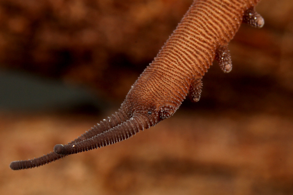 ３匹 バルバドスカギムシ 餌、特製ブレンド用土付き！ Epiperipatus barbadensis カギムシ ３匹 バルバドスカギムシ 餌、特製ブレンド用土付き！ Epiperipatus