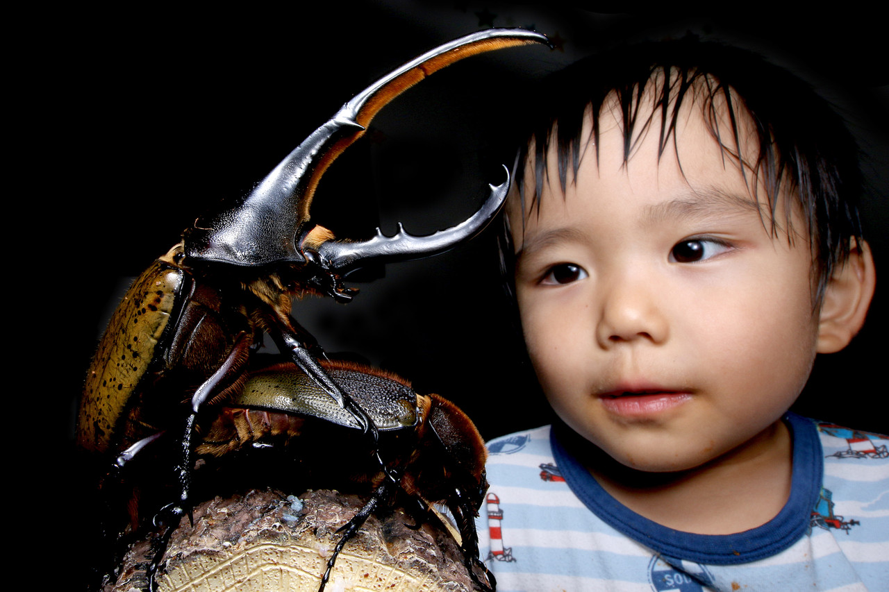 ヘラクレスオオカブトのオスがついに羽化 ありんこ日記 Antroom