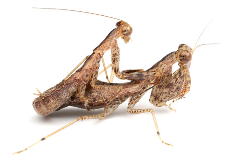 ヒナカマキリ交尾