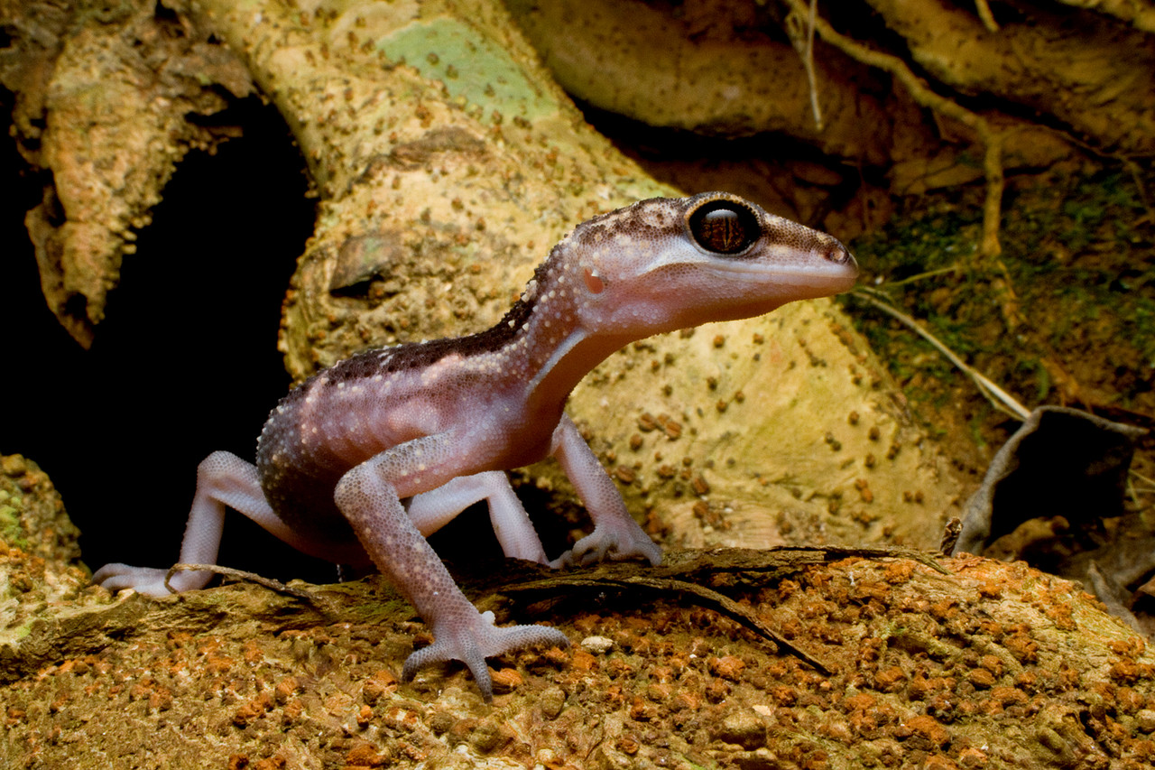 地上で暮らすクロイワトカゲモドキ : ありんこ日記 AntRoom