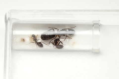 石膏飼育ケース ガラスの小部屋付き