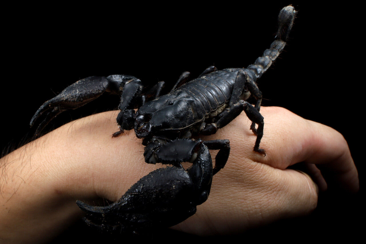 巨大サソリの交接 : ありんこ日記 AntRoom