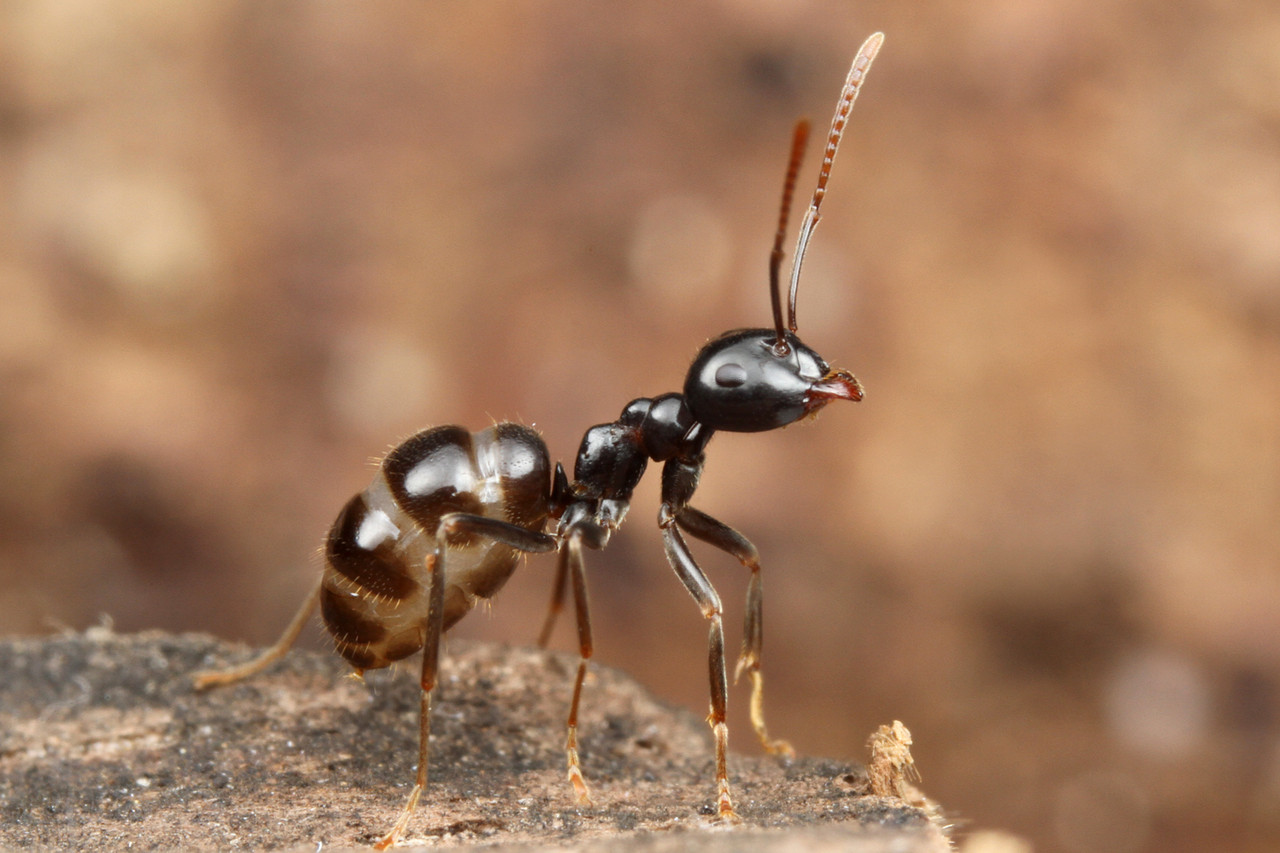アリからエサをもらうダニ、再び発見！ : ありんこ日記 AntRoom
