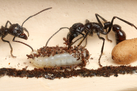 �ѥ�ݥͥ�ε������