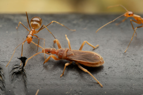 アシナガキアリの引っ越し行列