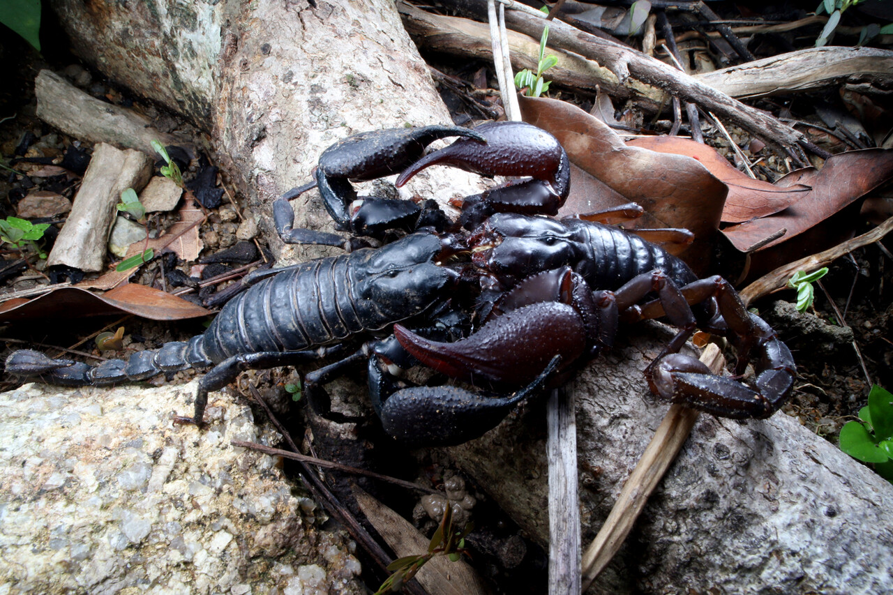 巨大サソリの交接 : ありんこ日記 AntRoom