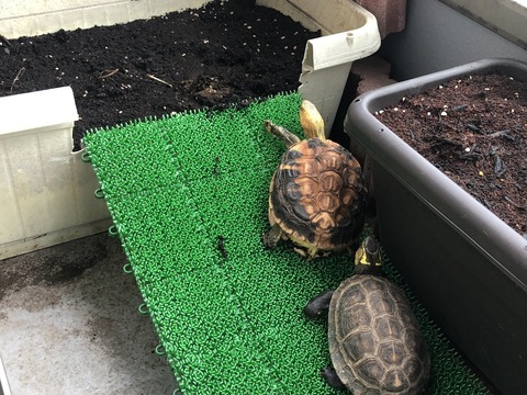���ޥ�ϥ�����