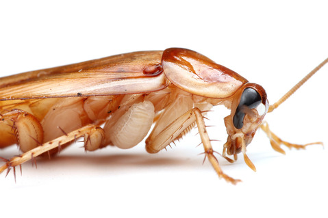 エメラルドゴキブリバチAmpulex compressa