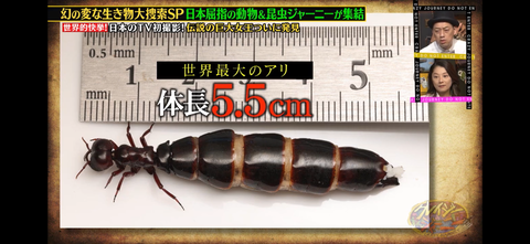 サスライアリ