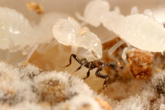 Clitelloxenia formosana
