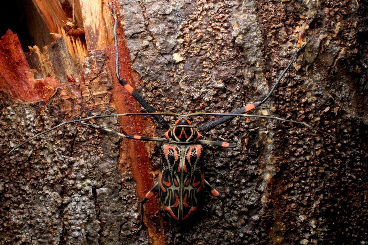 【標本】#4405 ペルー産 テナガカミキリ ♂59mm ♀59mm ペア ★落札合計金額￥5，000以上で送料無料！！ - テナガカミキリ AntRoom テナガカミキリ［MUSHI メルカリ ☆
