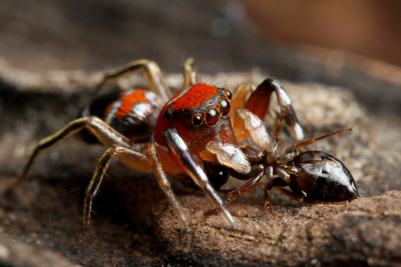 アリを捕食するカラオビハエトリ ありんこ日記 Antroom