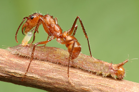 デコメハリアリとシジミタテハ