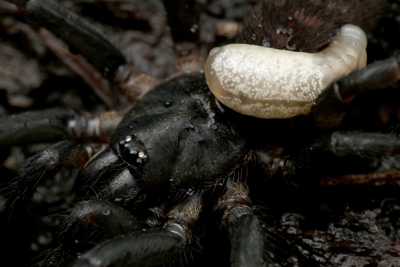 クモに寄生するベッコウバチの一種 ありんこ日記 Antroom