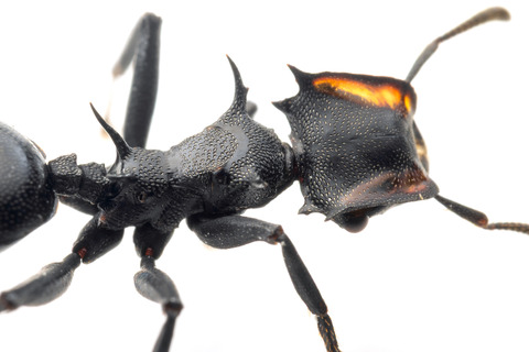 �ʥ٥֥����� Cephalotes atratus