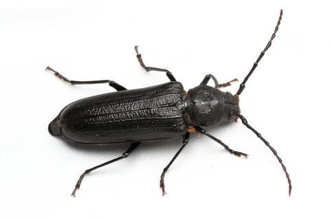 ライトトラップ