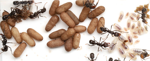 デコメハリアリ