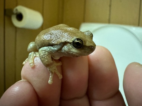 オーストラリア アリ 昆虫 採集 (55)