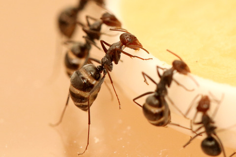 �ߥĥĥܥ���