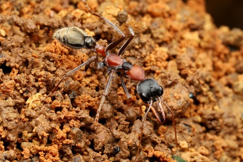熱帯雨林のキバハリアリ Myrmecia nigrocincta