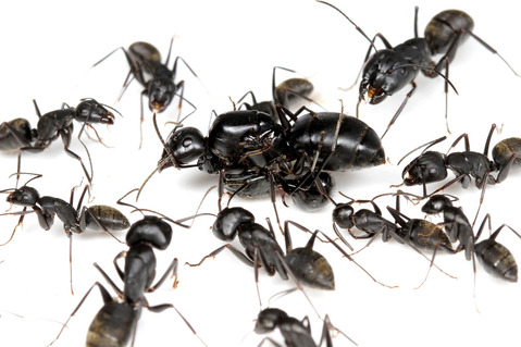トゲアリPolyrhachis lamellidens
