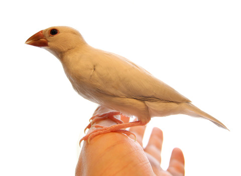 文鳥