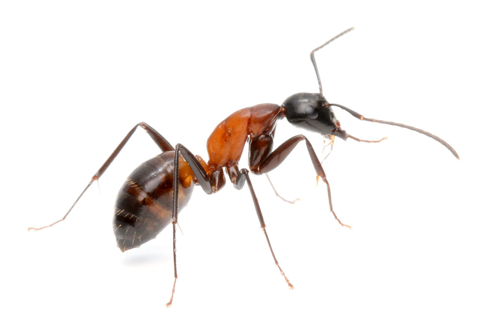 ニシムネアカオオアリとムネアカオオアリ ありんこ日記 Antroom