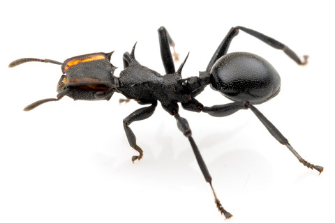 �ʥ٥֥����� Cephalotes atratus