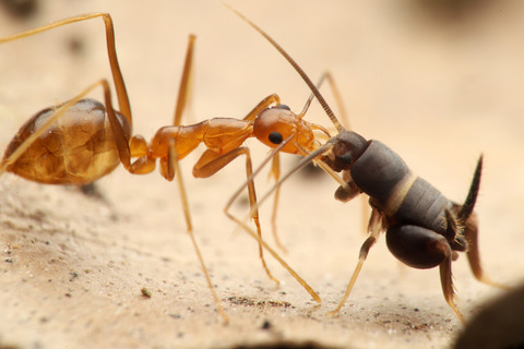 �������ӥ���ť���������