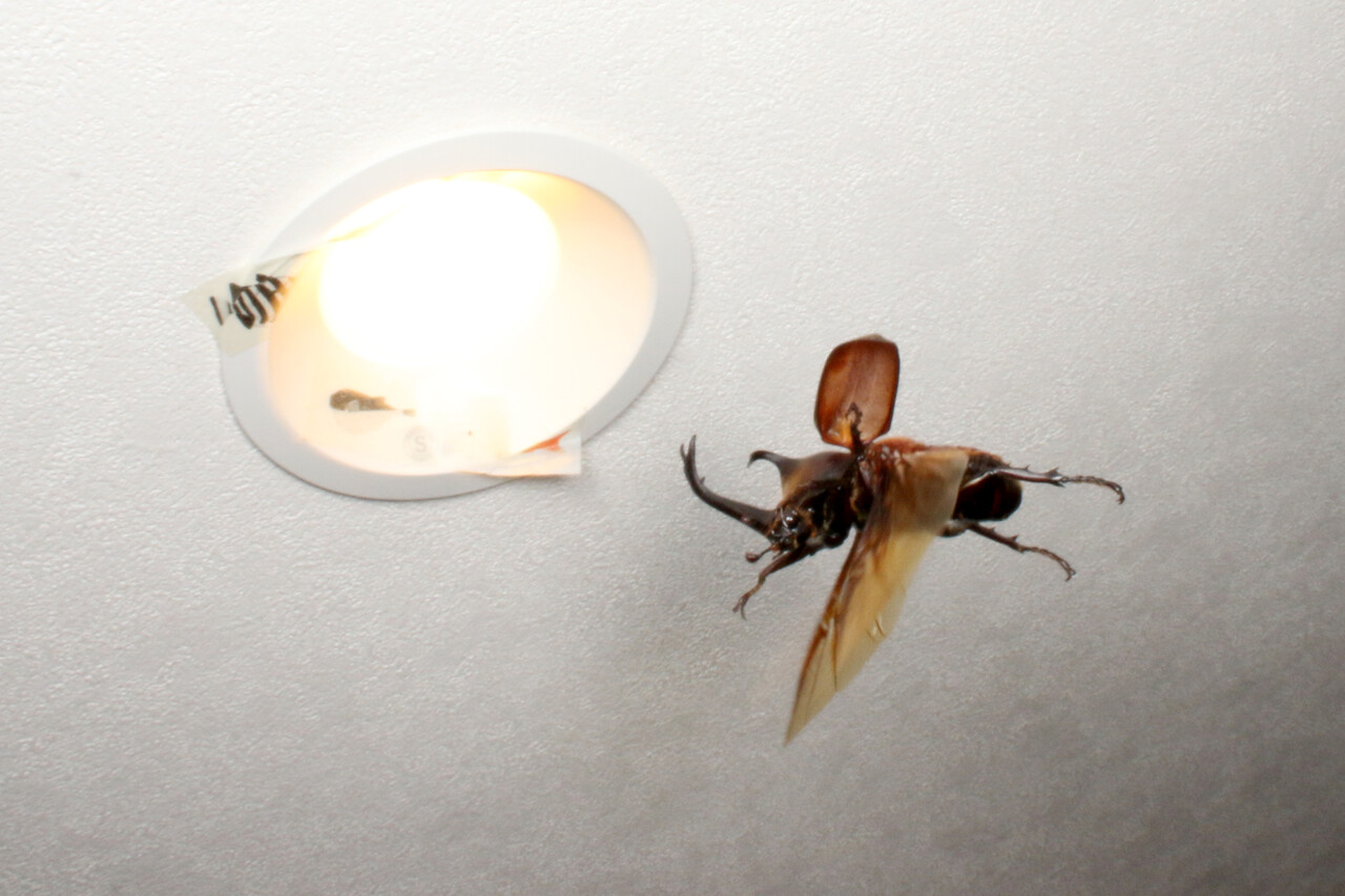 ありんこ日記 Antroom アリ以外の生き物