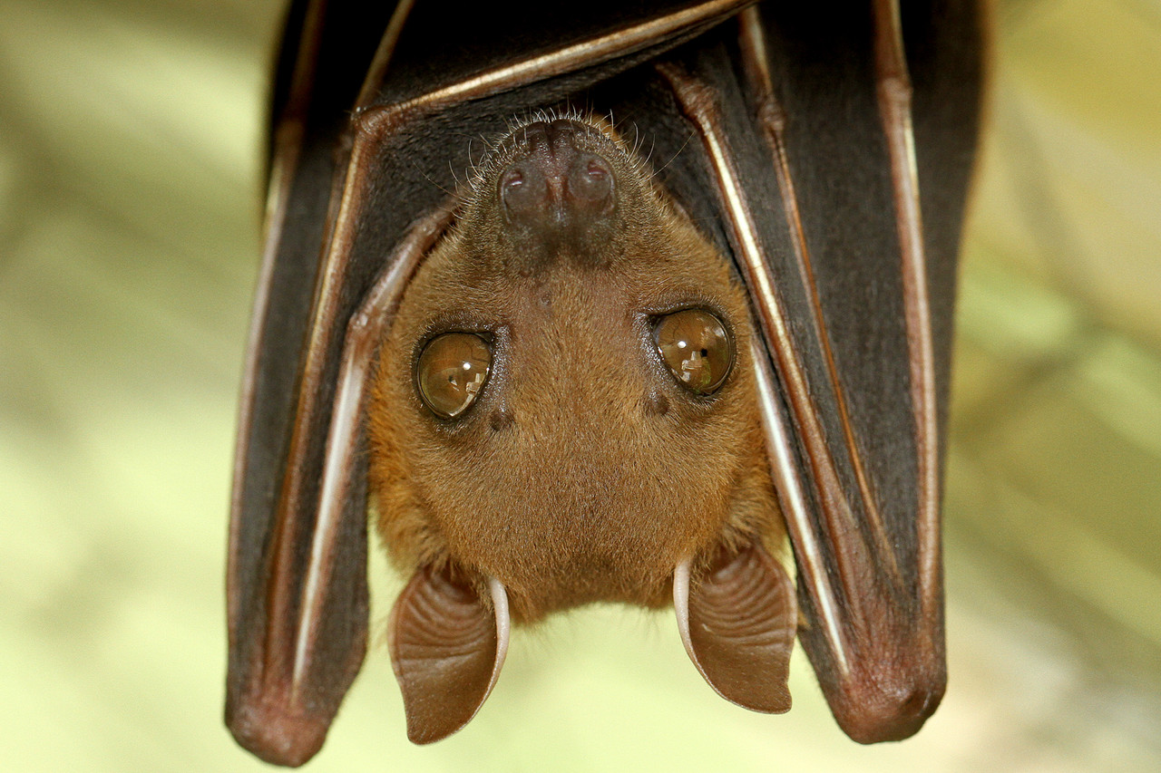 コウモリの体で暮らすクモバエ ありんこ日記 Antroom コウモリの体で暮らすクモバエ ありんこ日記 Antroom