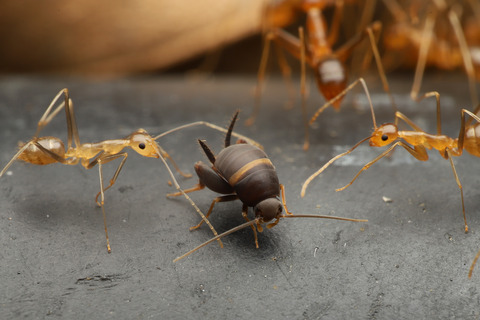 アシナガキアリの引っ越し行列