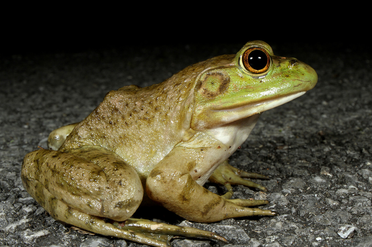 春の沖縄本島 その1 賑やかな夜の森 ありんこ日記 Antroom
