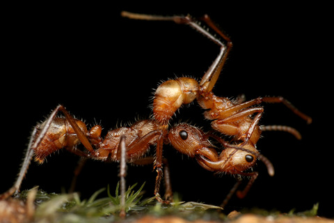 ǥϥꥢ Ectatomma tuberculatum