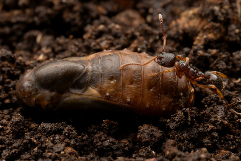 ���鲼�Ǳ����������ޥ�����