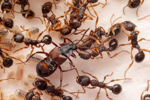 �ϥ�������Υ��ϥͥ�����