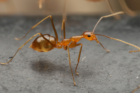 アシナガキアリの引っ越し行列