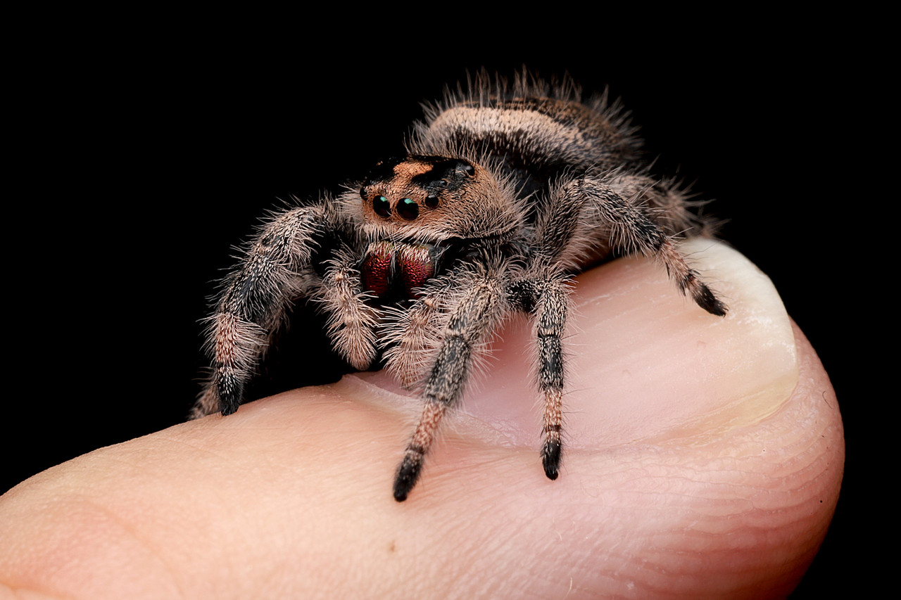 X-PEST 空飛ぶ昆虫トラップ プラグイン 動画一覧 - INSECT LAND Dropsky 屋内飛行昆虫 ZingZap プラグインフライング 昆虫トラップバナナの香り、イエバエ、ショウジョウバエ、ブナ、蛾、屋内フライキャッチャー、プラグイ Yalikop アクリル ジャンピングクモ 生息地 万能爬虫類エンクロージャー 透明昆虫 テラリウム 生息地 クモ、タランチュラ、ヤ