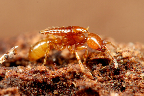 �ϥͥ�����