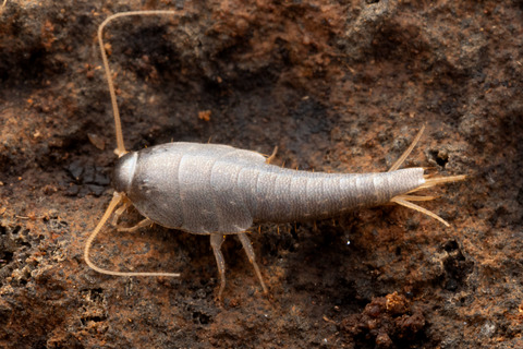 �������Ǹ��Ĥ�������