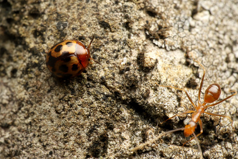 アシナガキアリの引っ越し行列